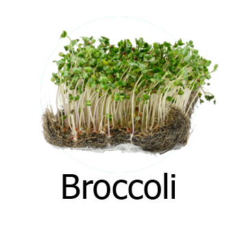 Broccoli Microgreens