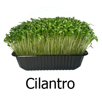 Coriander Microgreens