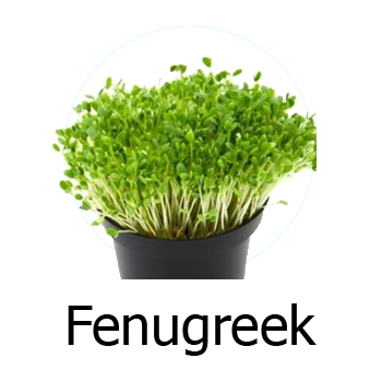 Fenugreek Microgreens