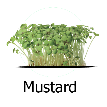 Mustard Microgreens