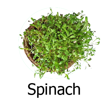 Spinach Microgreens