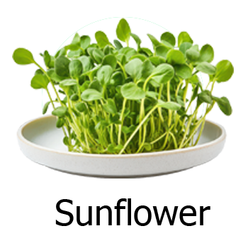 Sunflower Microgreens