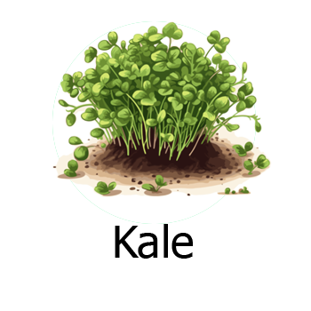 Kale Microgreens