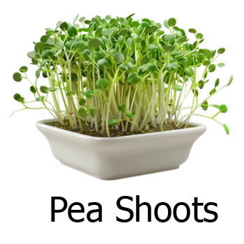 Pea Shoots Microgreens
