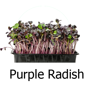 Purple Radish Microgreens