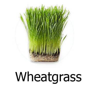Wheatgrass Microgreens